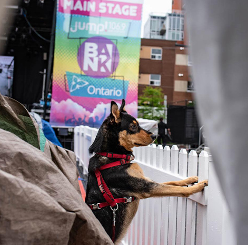 Dog Pride Stage